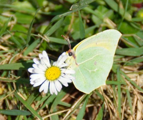 Réf. 182 515 : Gonepteryx cleopatra
